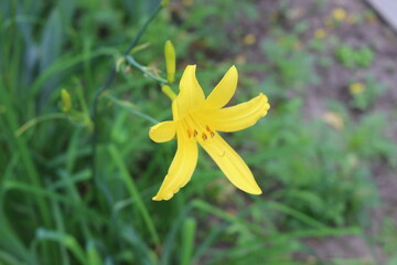 Bright yellow lilies bloom in the spring garden
