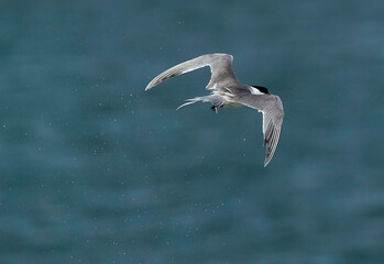 Lesser Crested Tern shaking to remove water after a dive while fishing at Busaiteen coast, Bahrain