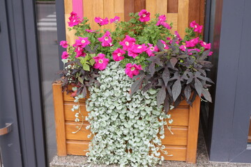 Fototapeta na wymiar Blooming flowers adorn the facade and windows of houses in the summer in the city
