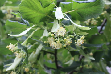 Yellow fluffy fragrant flowers blooming on a linden tree in summer in a park