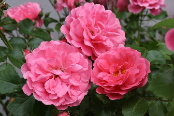 
Delicate pink roses bloom on a bush in a spring garden