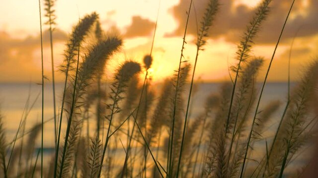 SLOW MOTION, MACRO, DOF: Stalks of grass and fluffy reeds sway in the gentle ocean breeze at warm golden sunset. Grass stems sway in the wind blowing along the golden-lit picturesque shore of Barbados