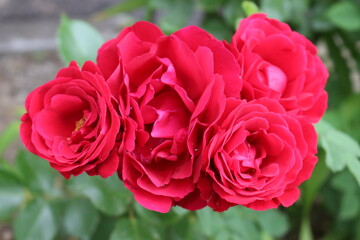 
Delicate pink roses bloom on a bush in a spring garden