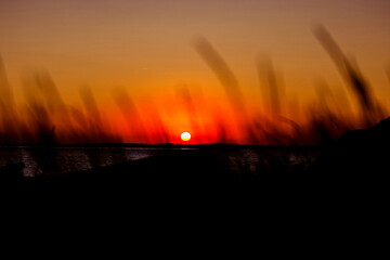 orange sunset, the sun shines through the thickets of field grass