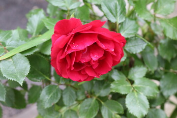 
Delicate pink roses bloom on a bush in a spring garden