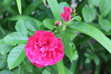 
Delicate pink roses bloom on a bush in a spring garden