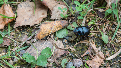 Black beetle in natural environment