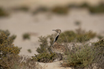 Houbara bustard in the desert habitat of Bahrain