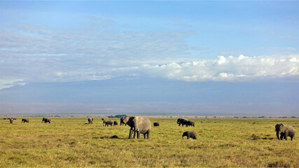 Fototapeta premium A large family of elephants grazes in Amboseli Park. On the yellowed grass of the savannah, adult and young animals. The background is the blue sky and the foot of Kilimanjaro, hidden behind the cloud