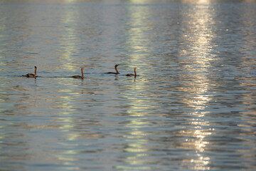 Socotra cormorants with dramatic reflection on water, Bahrain