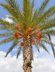 Fototapeta na wymiar Date palm tree