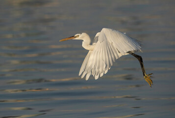 Western reef egret white morphed in flight at Busaiteen coast, Bahrain