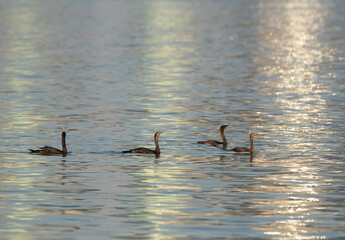 Socotra cormorants at Busaiteen coast with dramatic reflection on water, Bahrain