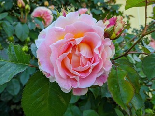 delicate bud of blossoming roses of Cesar variety