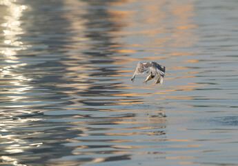 Lesser Crested Tern with fish at Busaiteen coast, Bahrain