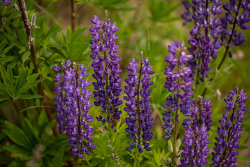 Field of purple lupins