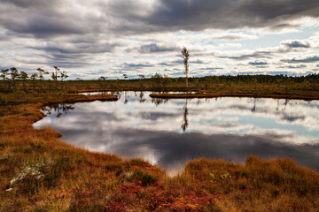 Obraz premium Estonian bog view, sky and dark clouds reflected in wrinkled pond water. Tourist destination. Soomaa National Park.
