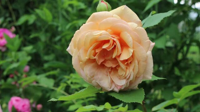 Pink salmon English rose in bloom in the garden on springtime 
