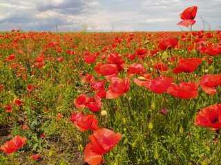 red poppy field