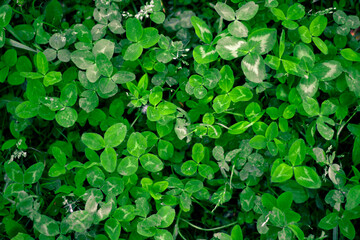 A clearing of three-leaf saturated green clover bringing good luck with other types of grass and transitions of light and shadow.