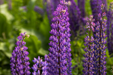 Field of purple lupins