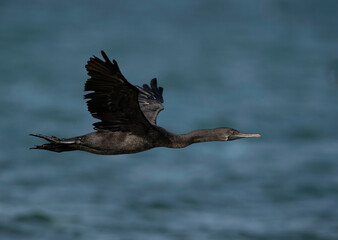 Socotra cormorant flying at Busaiteen coast, Bahrain