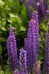 Fototapeta premium Field of purple lupins