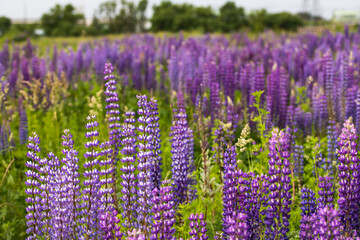 Obraz premium Field of purple lupins