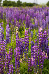 Obraz premium Field of purple lupins