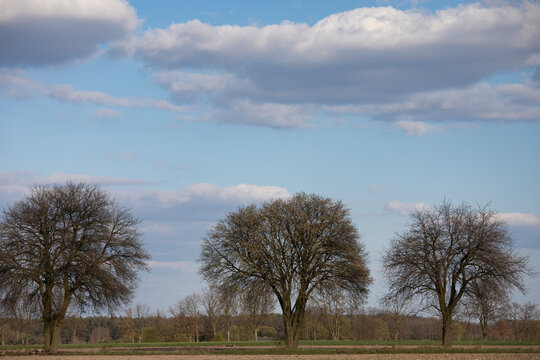 Three deciduous trees with no foliage rural landscape. Budy Pobylkowskie, Poland, Europe.