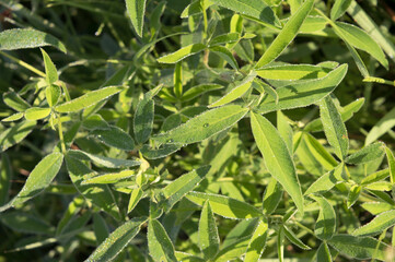 Fototapeta premium many bright green leaves with dew