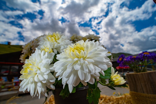 Sommeraster Callistephus chinensis Gartenaster 
makro mit Weitwinkel und Wolkenhimmel 