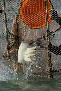 Fisherman releasing Jellyfishes in the ocean that are trapped in fishing net at Busaiteen coast of Bahrain