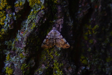 Butterfly colors blend in with the tree