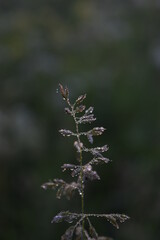 single bluegrass plant in drops of dew