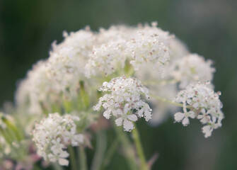 Fototapeta premium macrophoto of parsley pland flower with drops of morning dew
