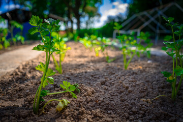 Sellerie- Pflanzen in Opas Garten Niederbayern Deutschland