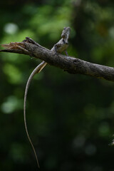 Lizard in a broken branch with nice green bokeh background.