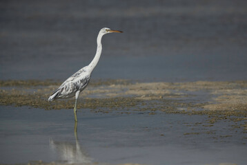 A portrait of a Western reef egret white morphed at Busaiteen coast, Bahrain