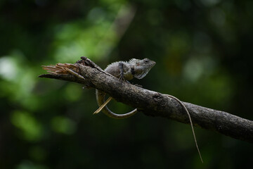 Lizard in a broken branch with nice green bokeh background.