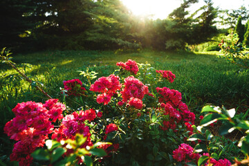 Beautiful rose bushes on the background of green grass at dawn
