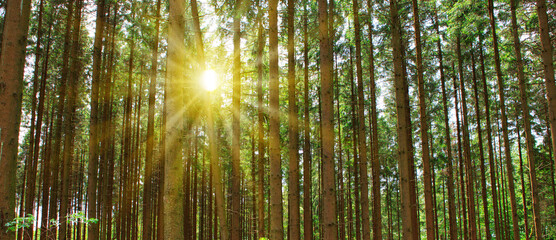 Sunny summer forest with shadows and sun rays in background.