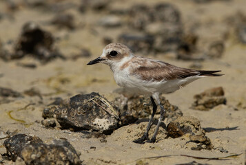  Closeup of a Greater sand plover at Busaiteen coast of Bahrain