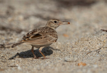 Crested Lark feeding at Busiateen coast, Bahrain