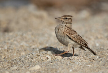 Closeup of Crested Lark at Busiateen coast, Bahrain