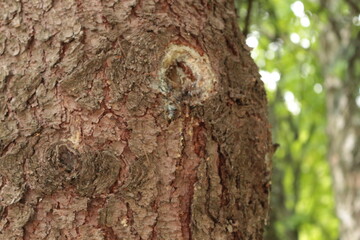 Obraz premium Resin flows down the trunk of a pine tree in spring