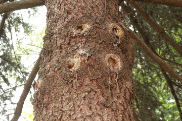 
Resin flows down the trunk of a pine tree in spring