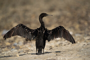 Socotra cormorant drying its wings, Busaiteen coast, Bahrain