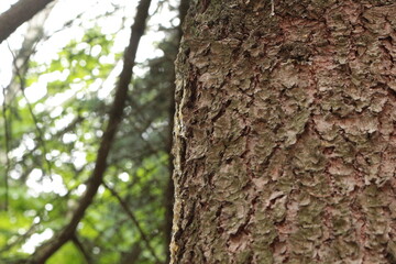 
Resin flows down the trunk of a pine tree in spring