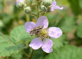 A moth feeds on the nectar of a blackberry flower.